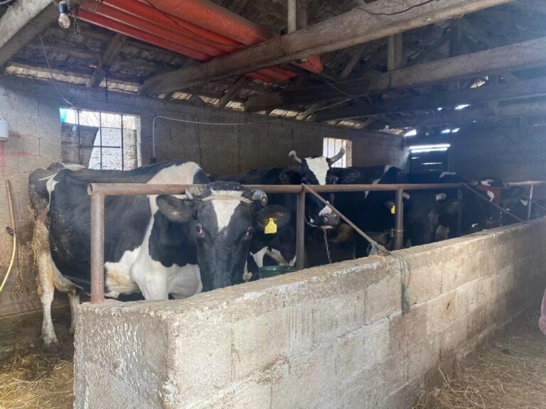 Local farmers do not export milk, while the Albanian market is dominated by milk imported from Serbia